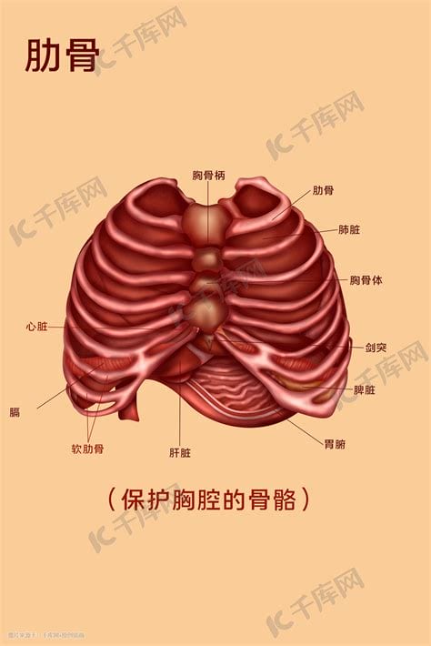 左边肋骨下面是什么器官