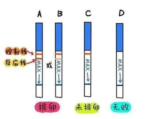 排卵期体温会升高吗