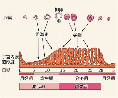 月经怎么算周期