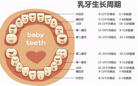 宝宝长牙顺序是什么