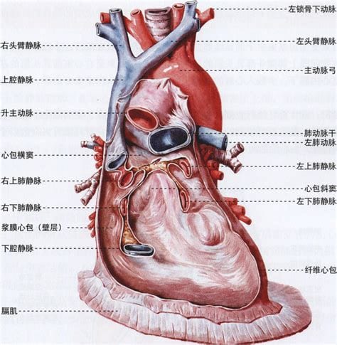 心脏和血管是什么系统