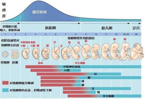 怀孕2个月胎儿有多大